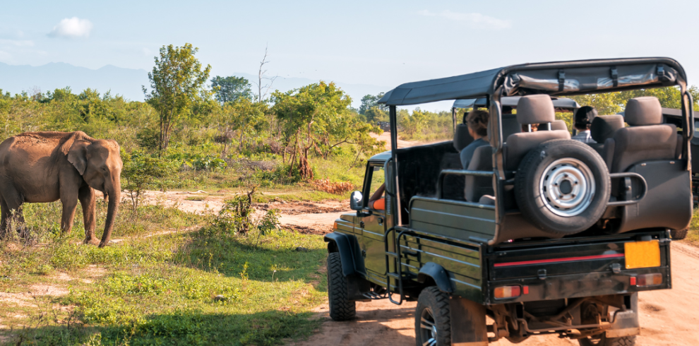 Jungle Safari Tour
