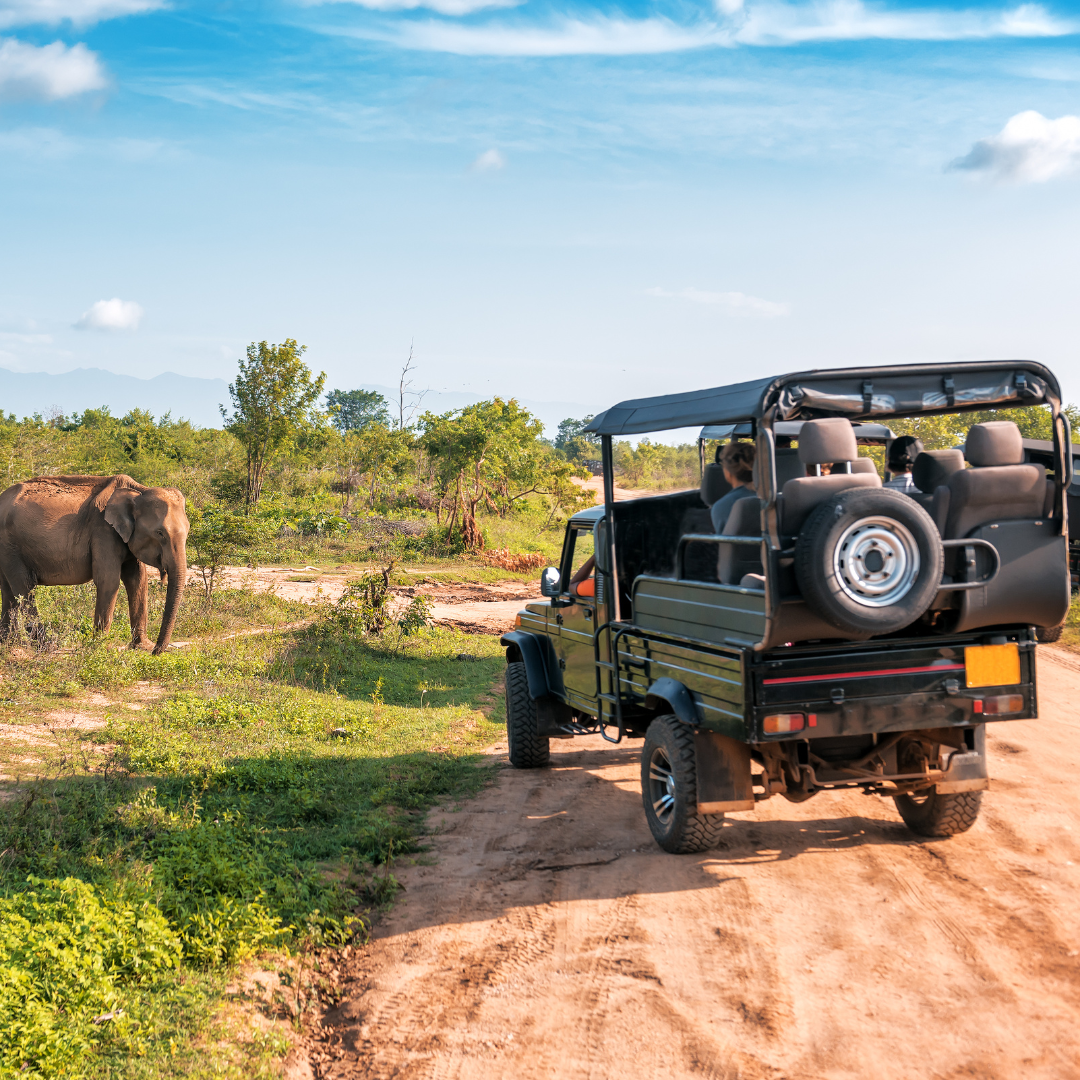 Jungle Safari Tour