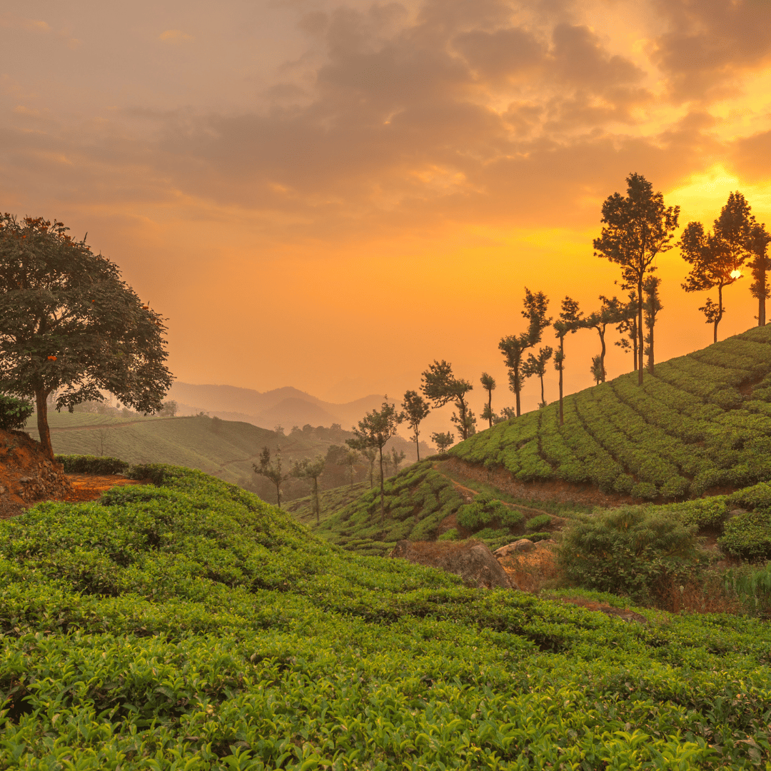 Munnar
